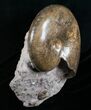 Huge Lytoceras Ammonite - Free Standing #4336-2
